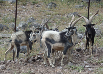 redonda goats