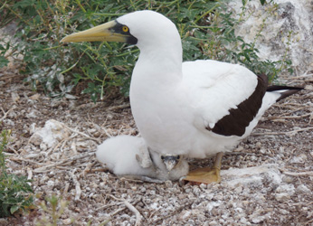 bird